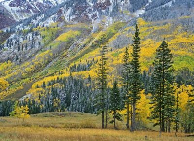 Tim Fitzharris - Aspen grove in fall colors, Maroon Bells, Snowmass Wilderness, Colorado