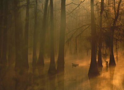 Tim Fitzharris - Mallard pair in Cypress swamp, Calcasieu River, Lake Charles, Louisiana