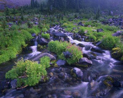 Tim Fitzharris - Paradise River with wildflowers, Mount Rainier National Park, Washington