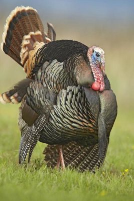 Tim Fitzharris - Wild Turkey male in cortship display, Palo Duro Canyon State Park, Texas