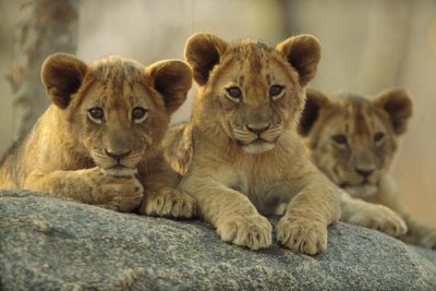 Tim Fitzharris - African Lion three cubs resting on a rock, Hwange National Park, Zimbabwe