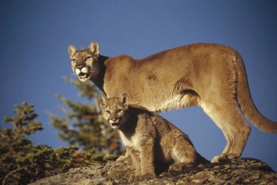 Tim Fitzharris - Mountain Lion or Cougar mother with kitten, North America, captive animal
