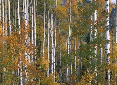 Tim Fitzharris - Aspen trees in fall colors, Lost Lake, Gunnison National Forest, Colorado