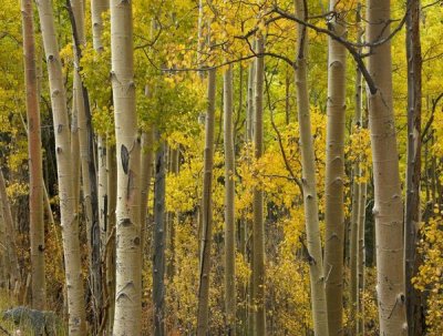 Tim Fitzharris - Aspen trees in autumn, Santa Fe National Forest near Santa Fe, New Mexico