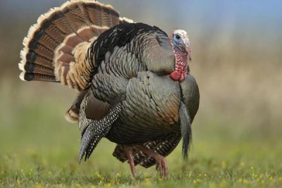 Tim Fitzharris - Wild Turkey male in courtship display, Palo Duro Canyon State Park, Texas