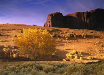 Tim Fitzharris - Cottonwood tree and Coyote bush with sand dunes, Monument Valley, Arizona