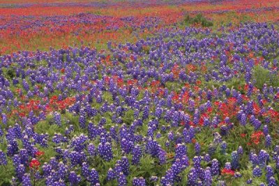 Tim Fitzharris - Hill Country wildflowers including Sand Bluebonnets and Paintbrush, Texas