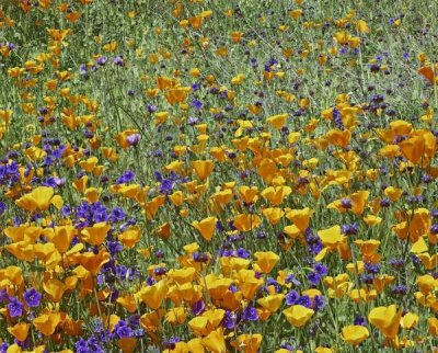 Tim Fitzharris - California Poppy and Desert Bluebell flowers, Antelope Valley, California