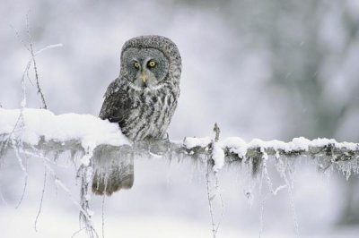 Tim Fitzharris - Great Gray Owl perching on a snow-covered branch, British Columbia, Canada