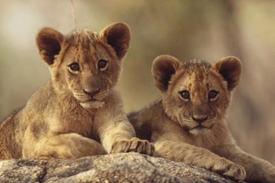 Tim Fitzharris - African Lion cubs resting on a rock, Hwange National Park, Zimbabwe, Africa