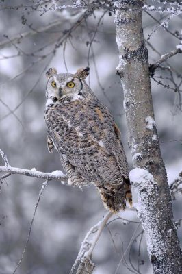 Tim Fitzharris - Great Horned Owl perched in tree dusted with snow, British Columbia, Canada