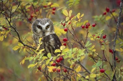 Tim Fitzharris - Northern Saw-whet Owl perching in a wild rose bush, British Columbia, Canada