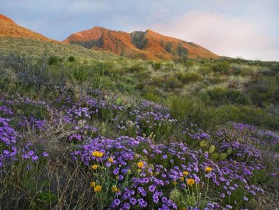 Tim Fitzharris - Herb of the Cross at Franklin Mountains State Park, Chihuahuan Desert, Texas