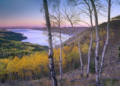 Tim Fitzharris - Aspen forest overlooking Fremont Lake, Bridger-Teton National Forest, Wyoming