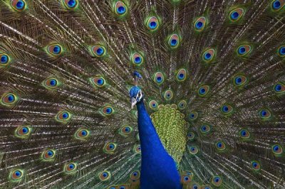 Tim Fitzharris - Indian Peafowl male with tail fanned out in courtship display, native to Asia