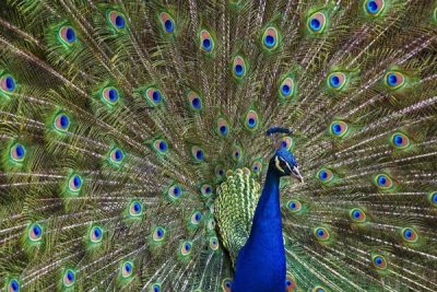 Tim Fitzharris - Indian Peafowl male with tail fanned out in courtship display, native to Asia