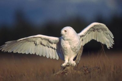 Tim Fitzharris - Snowy Owl adult balancing on a stump amid dry grass, British Columbia, Canada