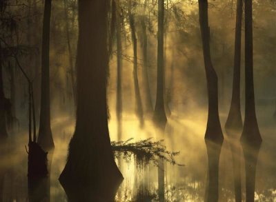 Tim Fitzharris - Bald Cypress grove in freshwater swamp at dawn, Lake Fausse Pointe, Louisiana