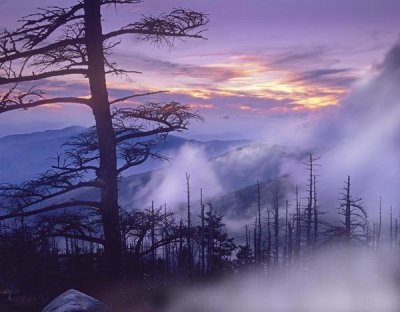 Tim Fitzharris - Rolling fog on Clingman's Dome, Great Smoky Mountains National Park, Tennessee