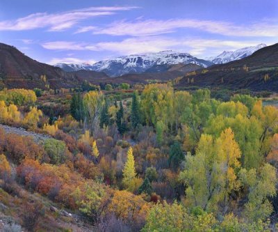 Tim Fitzharris - Quaking Aspen forest in autumn, Snowmass Mountain near Quaking Aspen, Colorado
