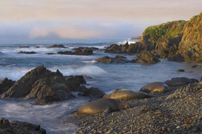 Tim Fitzharris - Northern Elephant Seals resting on the beach, Point Piedras Blancas, California