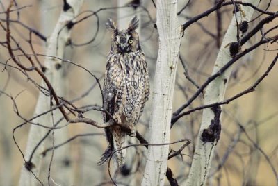 Tim Fitzharris - Long-eared Owl perching in a tree, circumpolar species, British Columbia, Canada