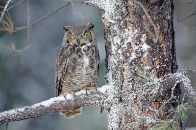 Tim Fitzharris - Great Horned Owl adult perching in a snow-covered tree, British Columbia, Canada