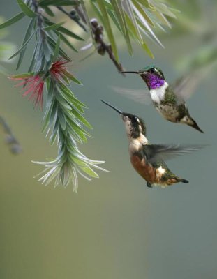 Tim Fitzharris - White-bellied Woodstar hummingbird male and female feeding on flower, Costa Rica