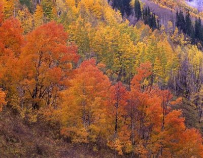 Tim Fitzharris - Aspen grove in fall colors, Washington Gulch, Gunnison National Forest, Colorado