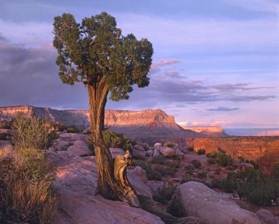 Tim Fitzharris - Single-leaf Pinyon Pine at Toroweap Overlook, Grand Canyon National Park, Arizona