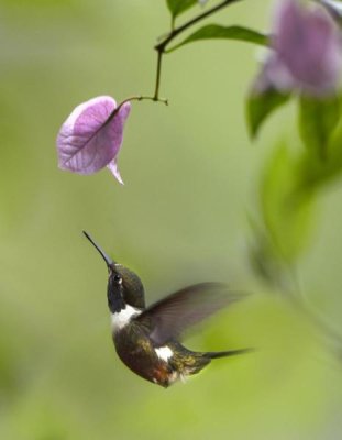Tim Fitzharris - Purple-throated Woodstar hummingbird hovering near Bougainveillea flower, Ecuador