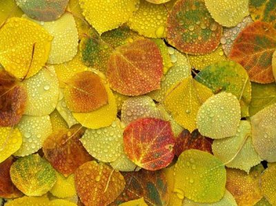 Tim Fitzharris - Fallen autumn colored Aspen leaves on the ground covered in dew droplets, Colorado