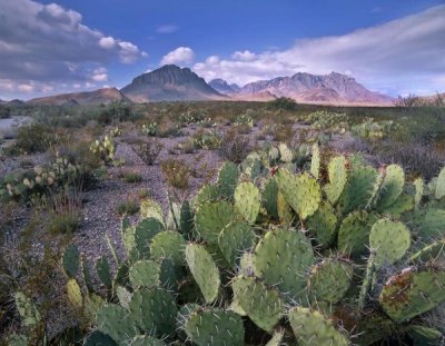 Tim Fitzharris - Opuntia cactus, Chisos Mountains, Big Bend National Park, Chihuahuan Desert, Texas