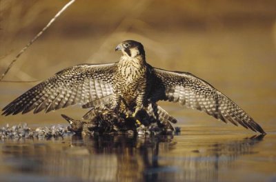 Tim Fitzharris - Peregrine Falcon adult in protective stance standing on downed duck, North America