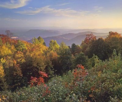 Tim Fitzharris - Deciduous forest in autumn, Blue Ridge Mountains from Doughton Park, North Carolina