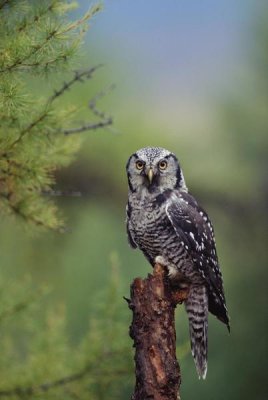 Tim Fitzharris - Northern Hawk Owl perching in a tree, circumpolar species, British Columbia, Canada