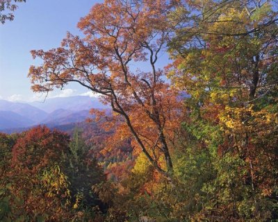 Tim Fitzharris - Deciduous forest in autumn, Blue Ridge Parkway, Great Smoky Mountains, North Carolina