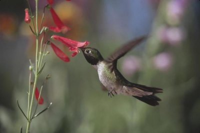 Tim Fitzharris - Broad-tailed Hummingbird feeding on the nectar of a Scarlet Bugler flower, New Mexico