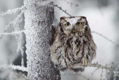 Tim Fitzharris - Western Screech Owl perching in a tree with snow on its head, British Columbia, Canada