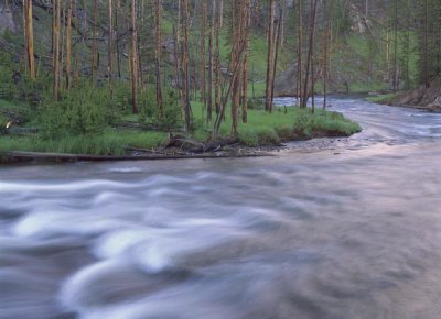 Tim Fitzharris - Gibbon River rapids popular river for trout fishing, Yellowstone National Park, Wyoming