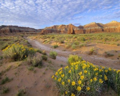 Tim Fitzharris - Wildflowers growing along dirt road, Temple of the Moon, Capitol Reef National Park, Utah