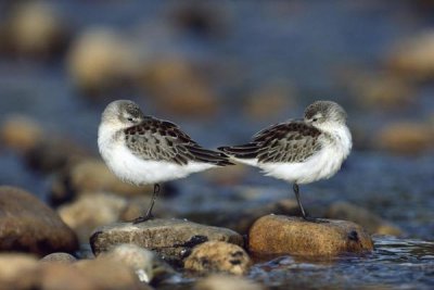 Tim Fitzharris - Western Sandpipers pair standing back to back with beaks tucked under wings, North America