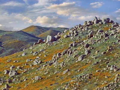 Tim Fitzharris - California Poppy flowers in rocky grassland, Canyon Hills, Santa Ana Mountains, California