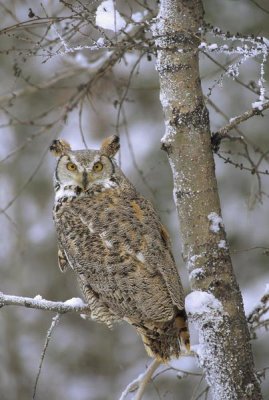 Tim Fitzharris - Great Horned Owl in its pale form perching in a snow-covered tree, British Columbia, Canada
