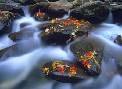 Tim Fitzharris - Autumn leaves on wet boulders in stream, Great Smoky Mountains National Park, North Carolina