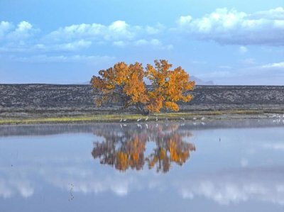 Tim Fitzharris - Cottonwood and Cranes, autumn foliage, Bosque del Apache National Wildlife Refuge, New Mexico