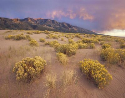 Tim Fitzharris - Sagewort on sand dune, Sangre de Cristo Mountains, Great Sand Dunes National Monument, Colorado