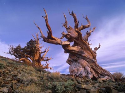 Tim Fitzharris - Foxtail Pine ancient trees at Schulman Grove, White Mountains, Inyo National Forest, California