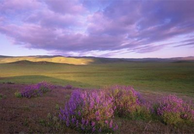 Tim Fitzharris - Large-leaved Lupine in bloom overlooking grassland, Carrizo Plain National Monument, California