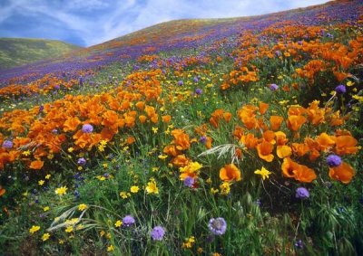 Tim Fitzharris - California Poppy and other wildflowers growing on hillside, spring, Antelope Valley, California